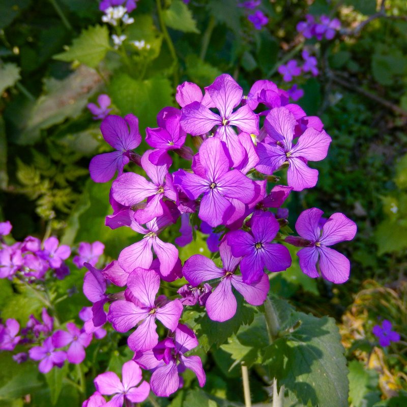 Лунария Виолет
