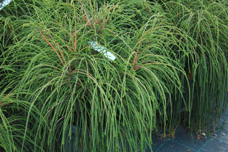 Thuja pl. 'KAGERS Beauty'