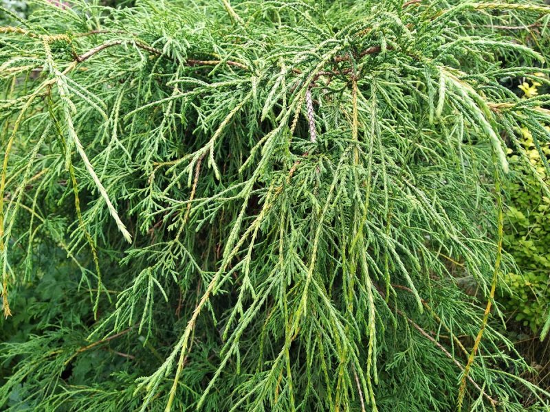 Туя складчатая Thuja plicata Whipcord c2 25-30