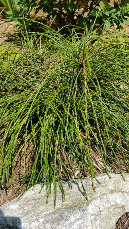 Туя Thuja plicata Whipcord