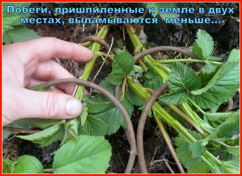Молодые побеги ежевики
