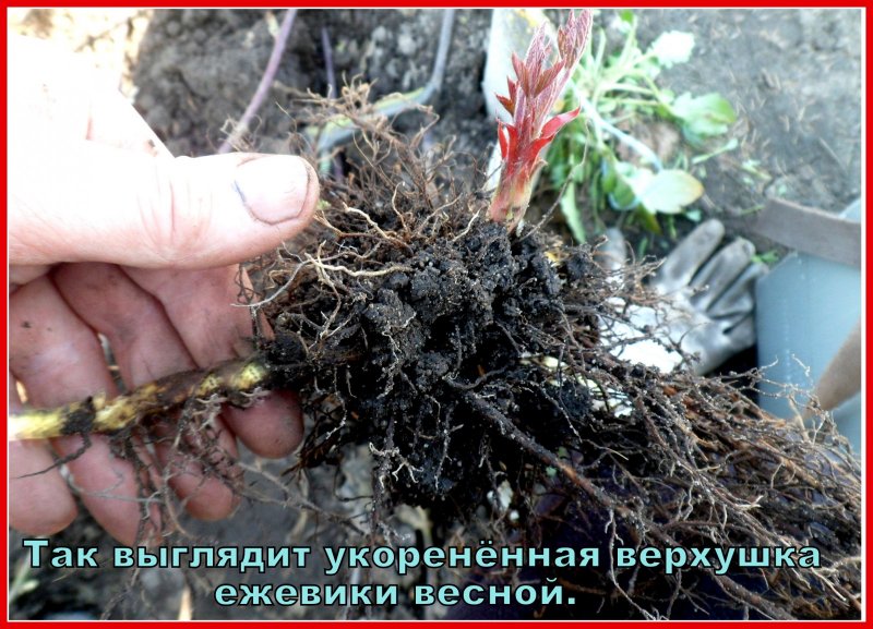 Ежевика побеги замещения