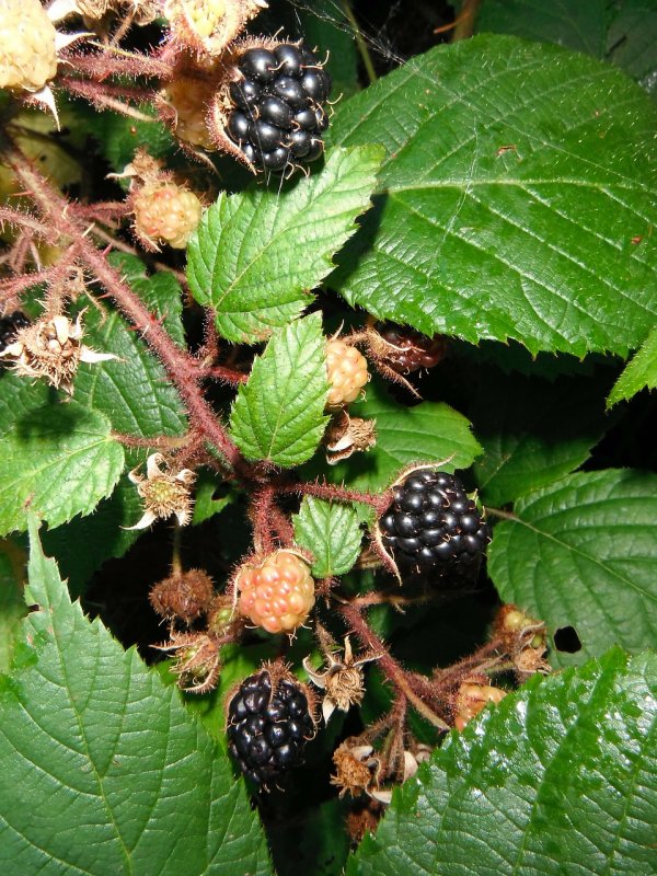 SOMESBERRY ежевика