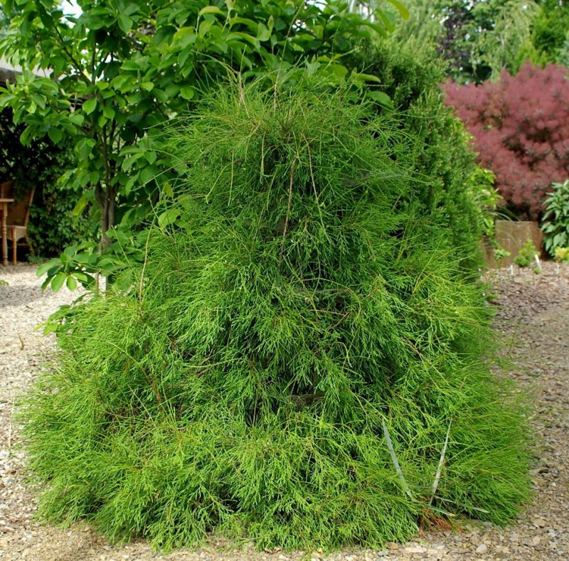 Туя occidentalis filiformis