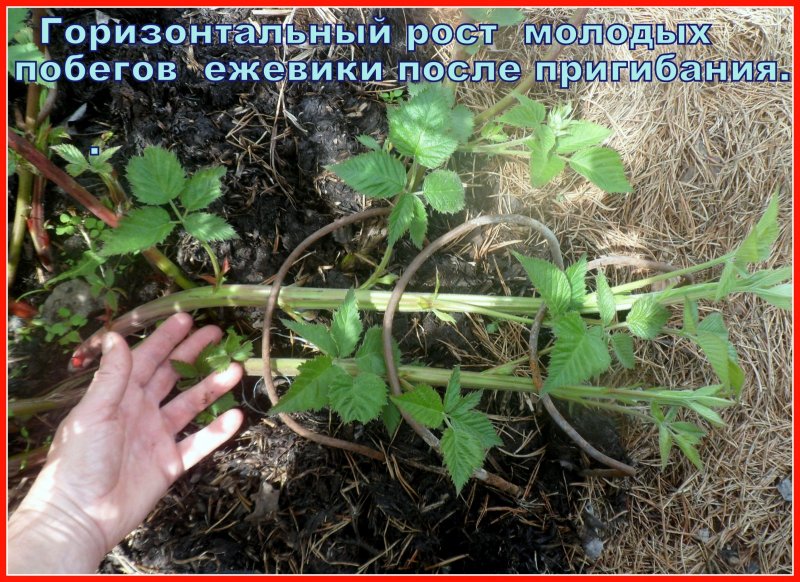 Побеги ежевики