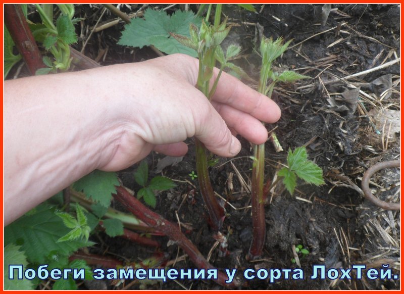 Побеги ежевики