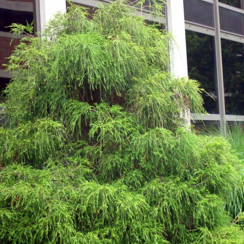 Thuja occidentalis filiformis