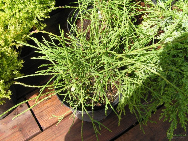 Thuja plicata Whipcord