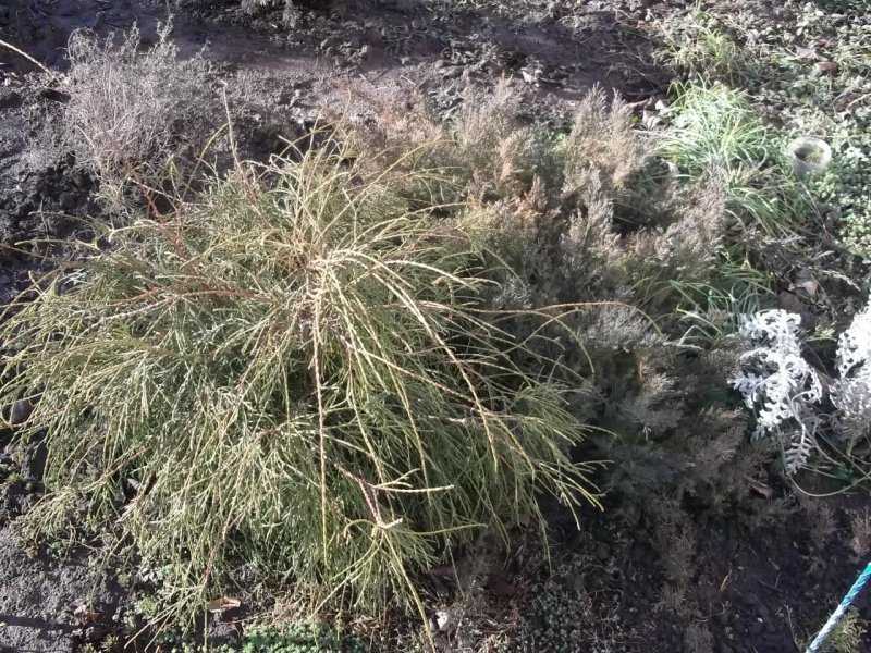 Туя Западная filiformis