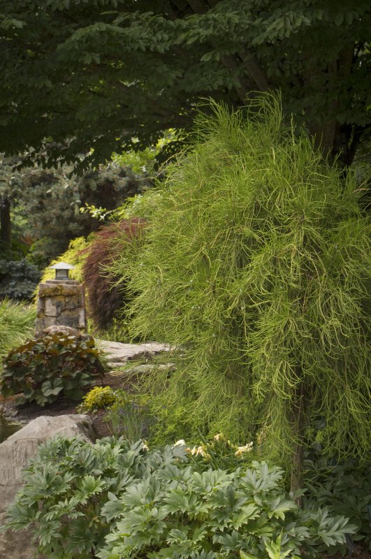 Thuja plicata Whipcord на штамбе