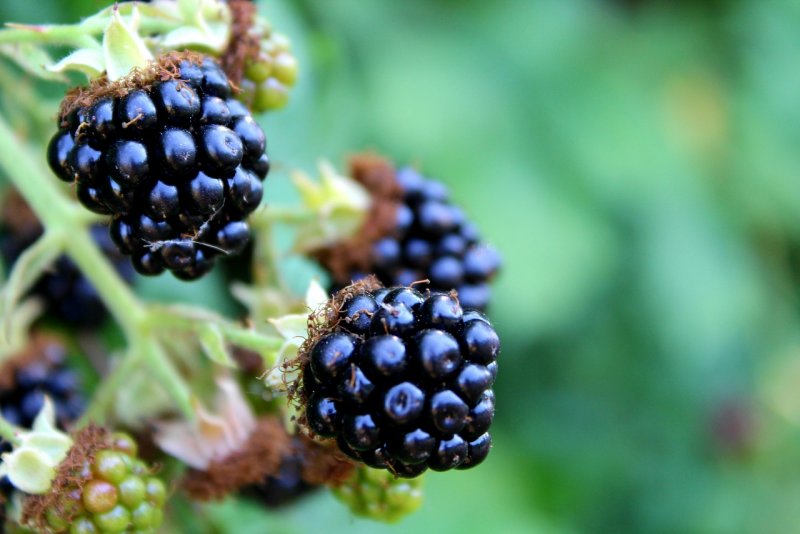 Ежевика разрезная (Rubus laciniatus)