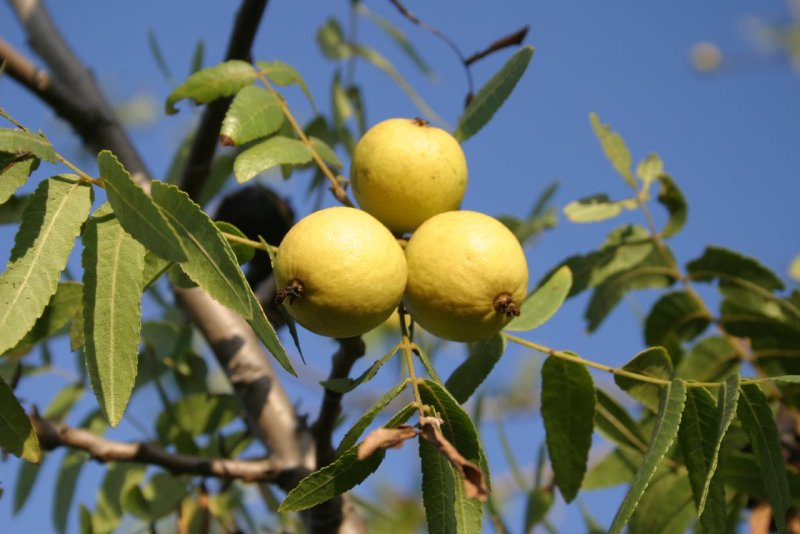 Juglans californica