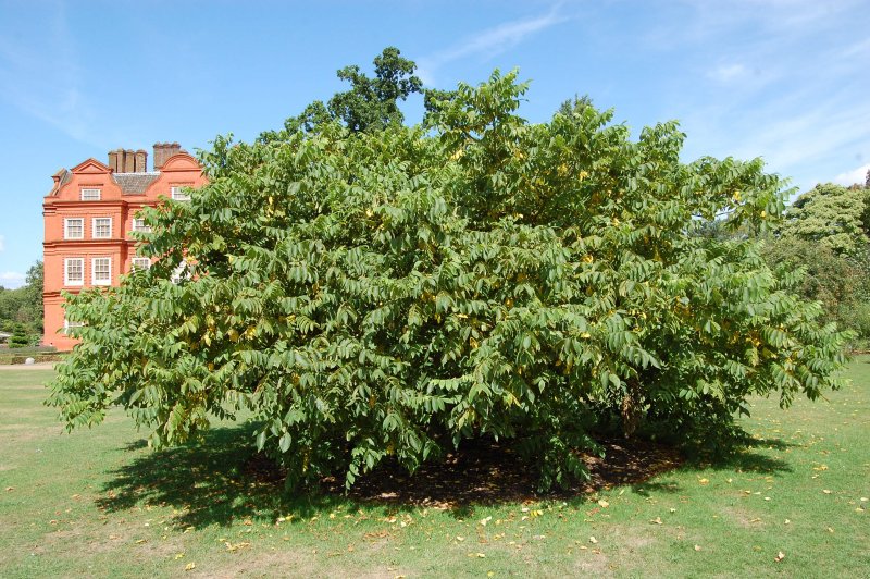 Орех серый (Juglans cinerea l.)