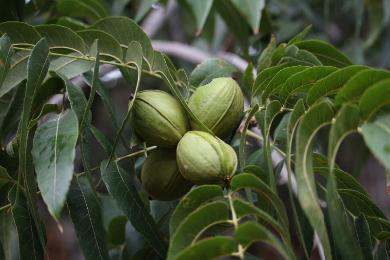 Juglans Regia дерево