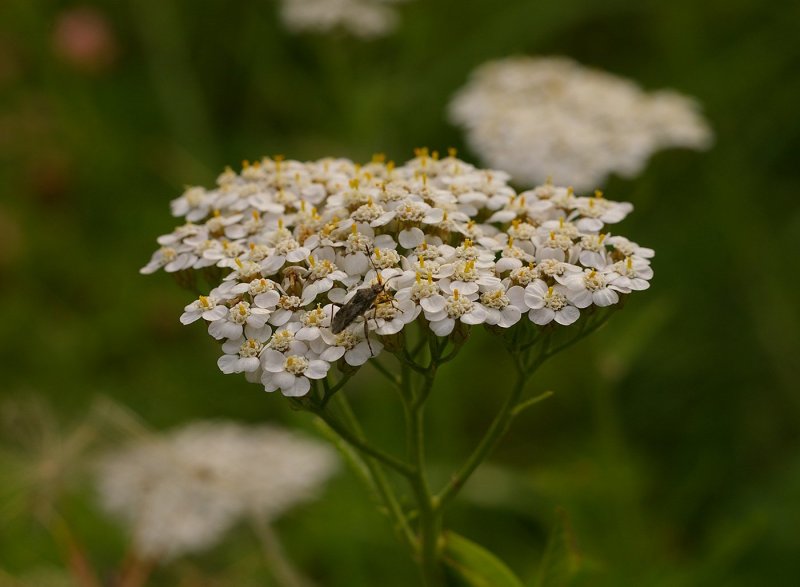 Ахиллея (тысячелистник) millefolium