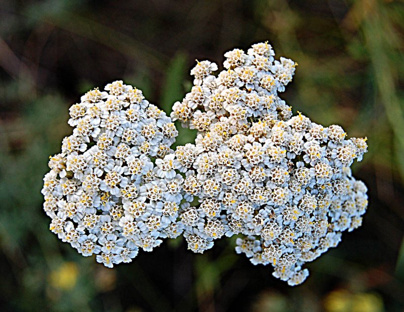 Тысячелистник (Achillea)