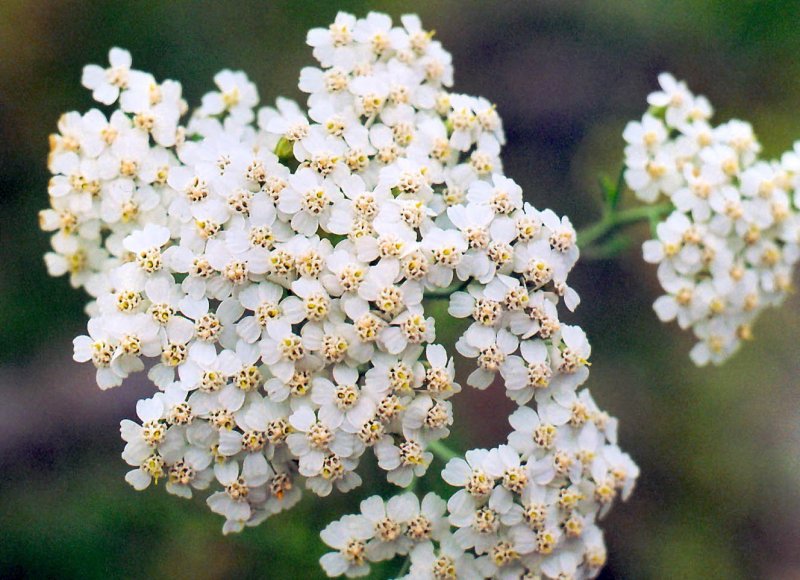 Тысячелистник (Achillea)
