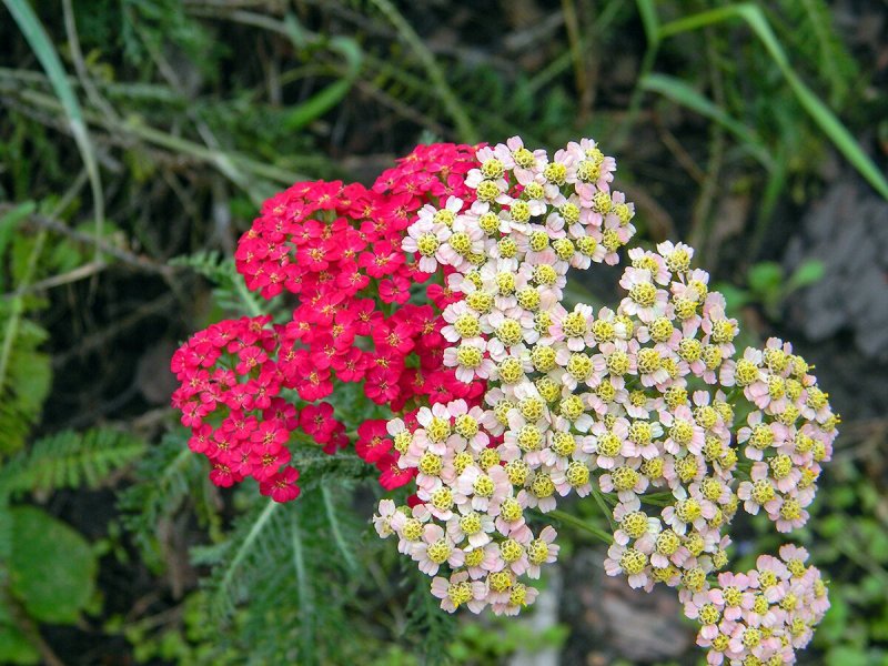 Тысячелистник Achillea (76 фото)