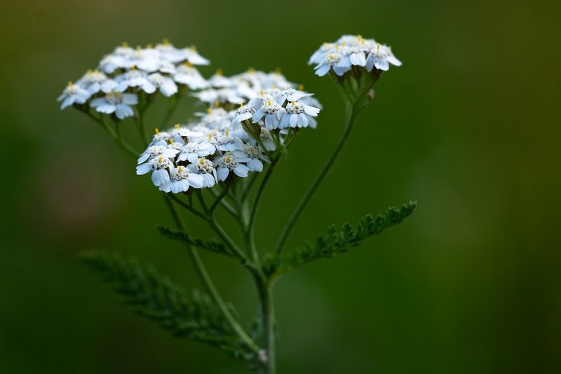 Тысячелистник обыкновенный (Achillea millefolium)