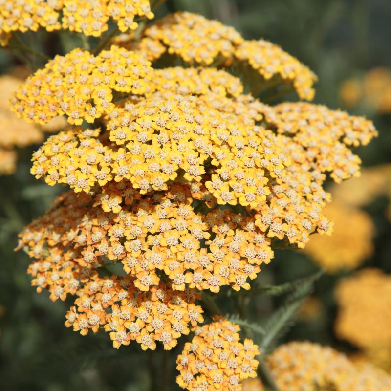 Тысячелистник Achillea Terracotta