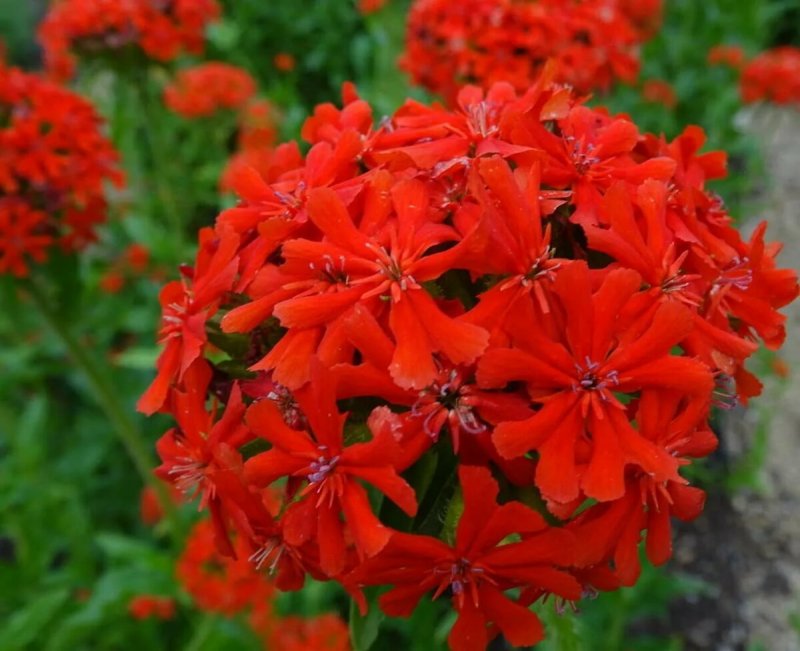 Лихнис халцедонский