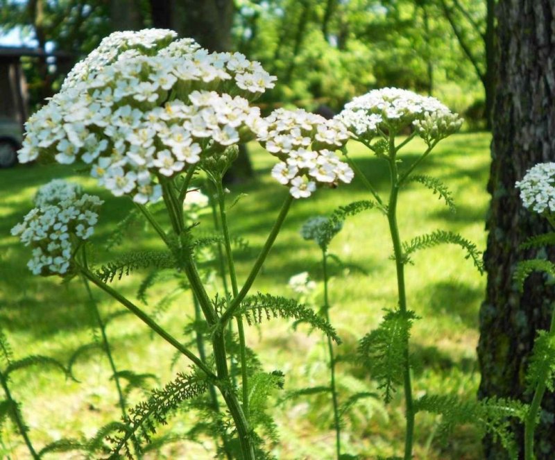 Тысячелистник обыкновенный (Achillea millefolium l.)