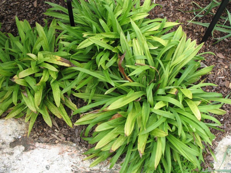 Осока пальмовая “Aureovariegata”