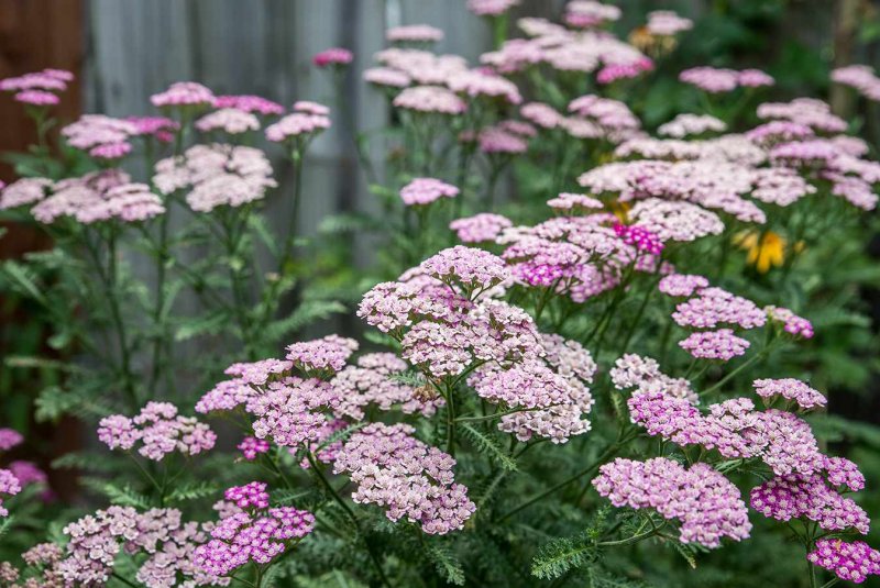 Тысячелистник зонтичный Achillea umbellata