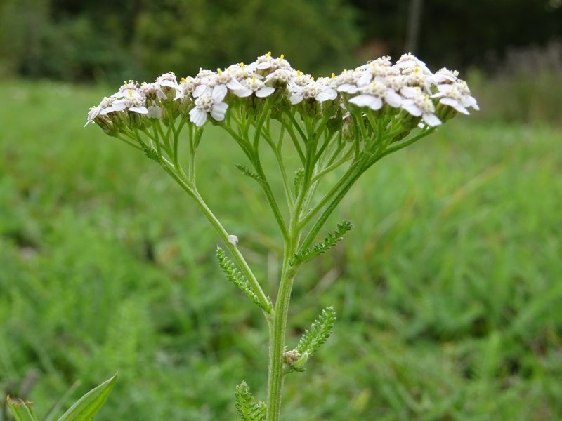 Тысячелистник обыкновенный (Achillea millefolium)