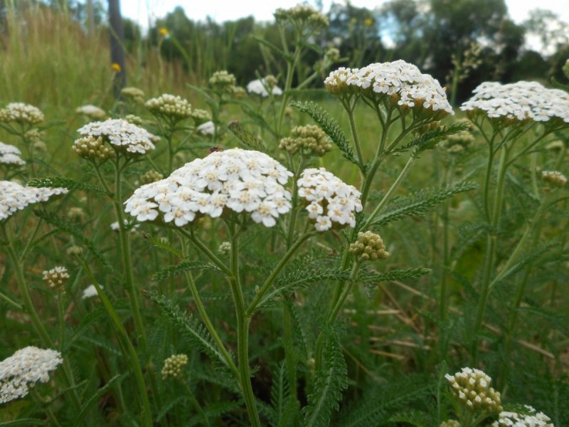 Тысячелистник обыкновенный (Achillea millefolium)