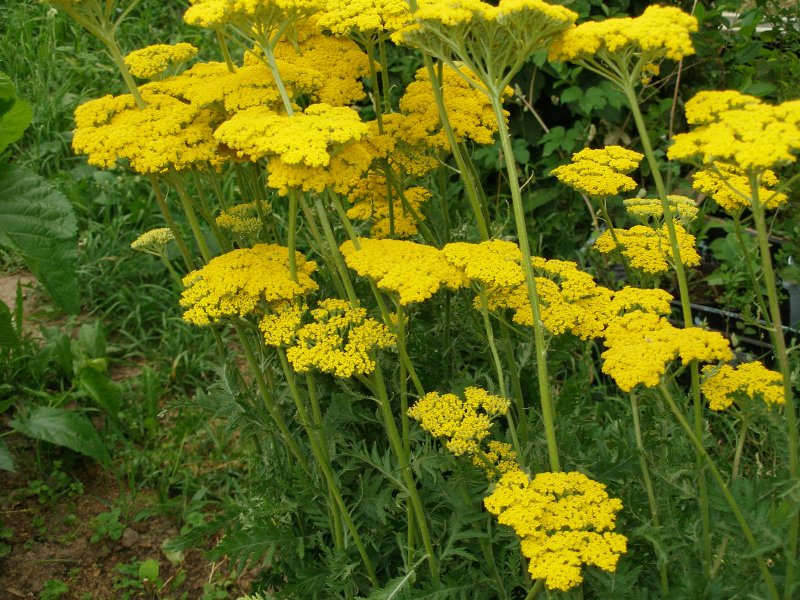 Тысячелистник (Achillea)