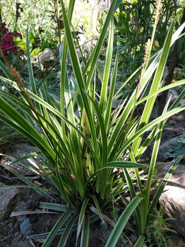 Осока ржавопятнистая Carex siderosticta