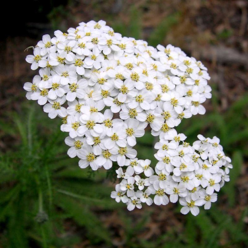 Ахиллея (тысячелистник) millefolium