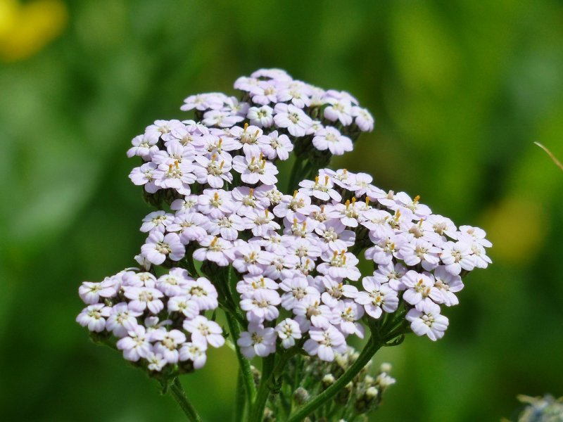 Achillea millefolium цветок