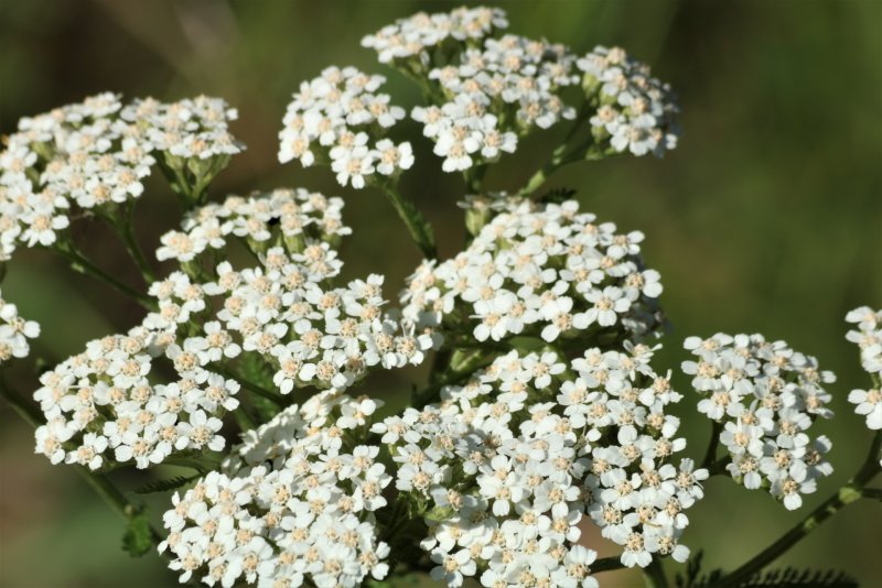 Тысячелистник зонтичный Achillea umbellata