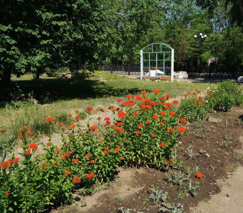 Лихнис халцедонский в ландшафтном дизайне