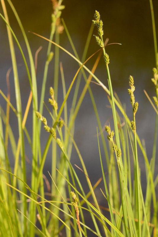 Carex vaginata plantarium