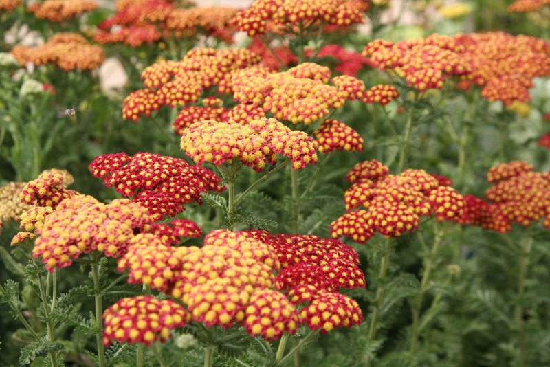 Тысячелистник обыкновенный (Achillea millefolium)