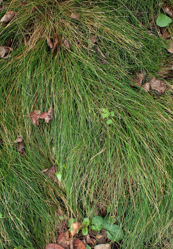 Carex acutiformis