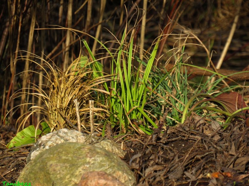 Осока ржавопятнистая Carex siderosticta