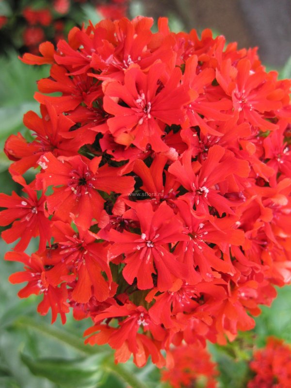 Лихнис корончатый на клумбе