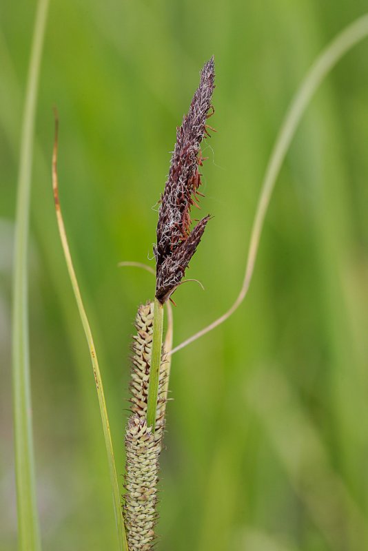 Осока Морроу (Carex morrowii `variegata`)
