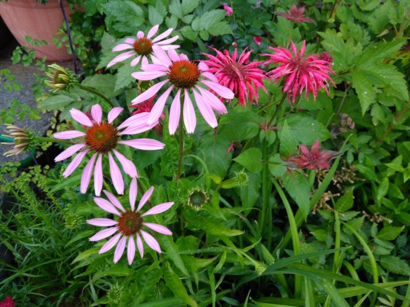 Эхинацея Echinacea Sunseekers Magenta
