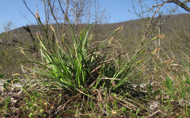 Осока Морроу (Carex morrowii `variegata`)