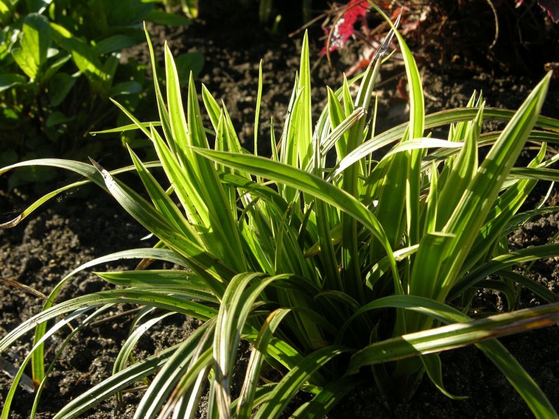 Осока подорожниковая Carex plantaginea