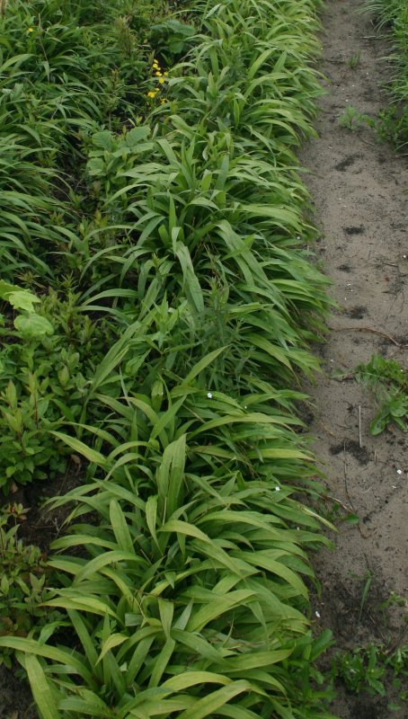 Осока подорожниковая Carex plantaginea