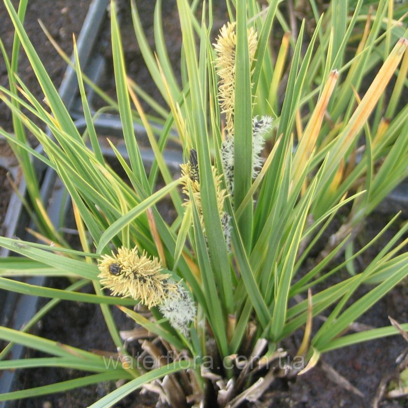 Осока Крылатая (Carex elata )