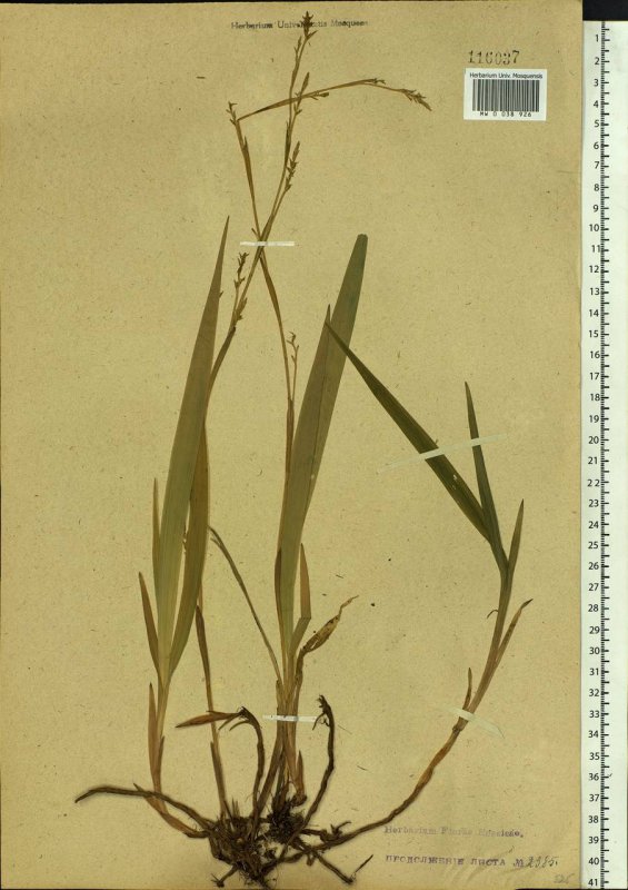 Carex oshimensis Everest