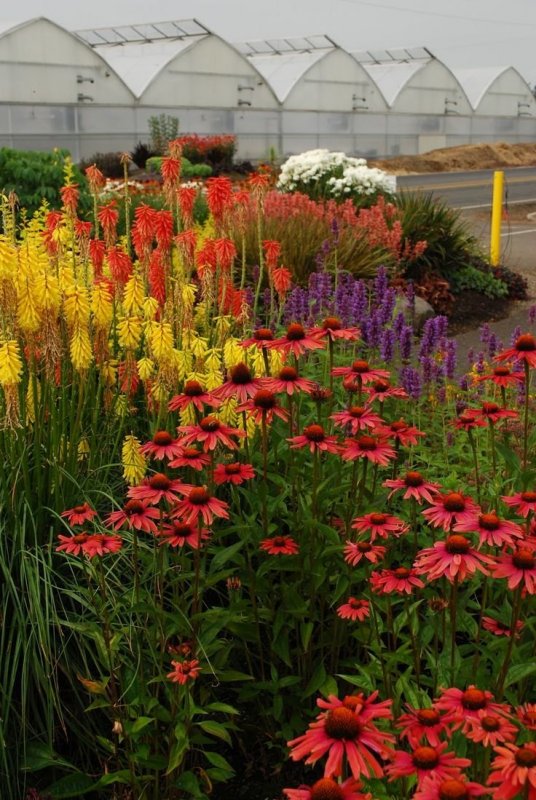 Эхинацея пурпурная (Echinacea purpurea `Primadonna Deep Rose`)