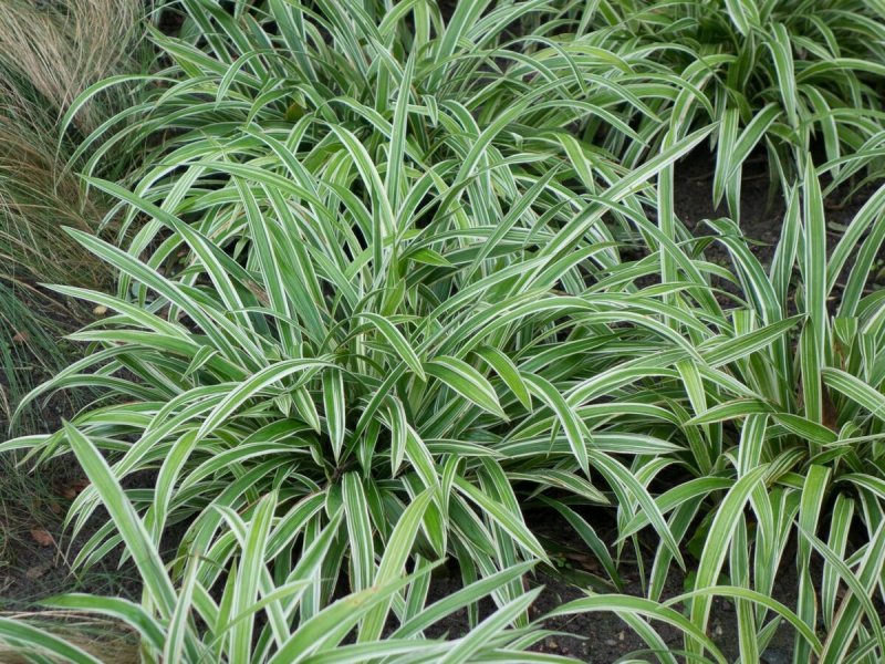 Осока siderosticta variegata